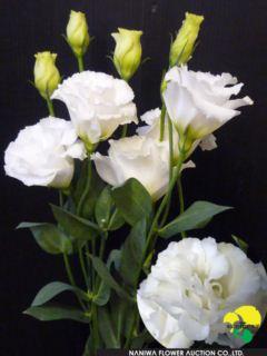 Eustoma Engage White.jpg